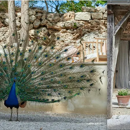 Haute Casussine *